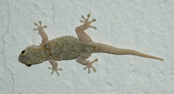 gekko